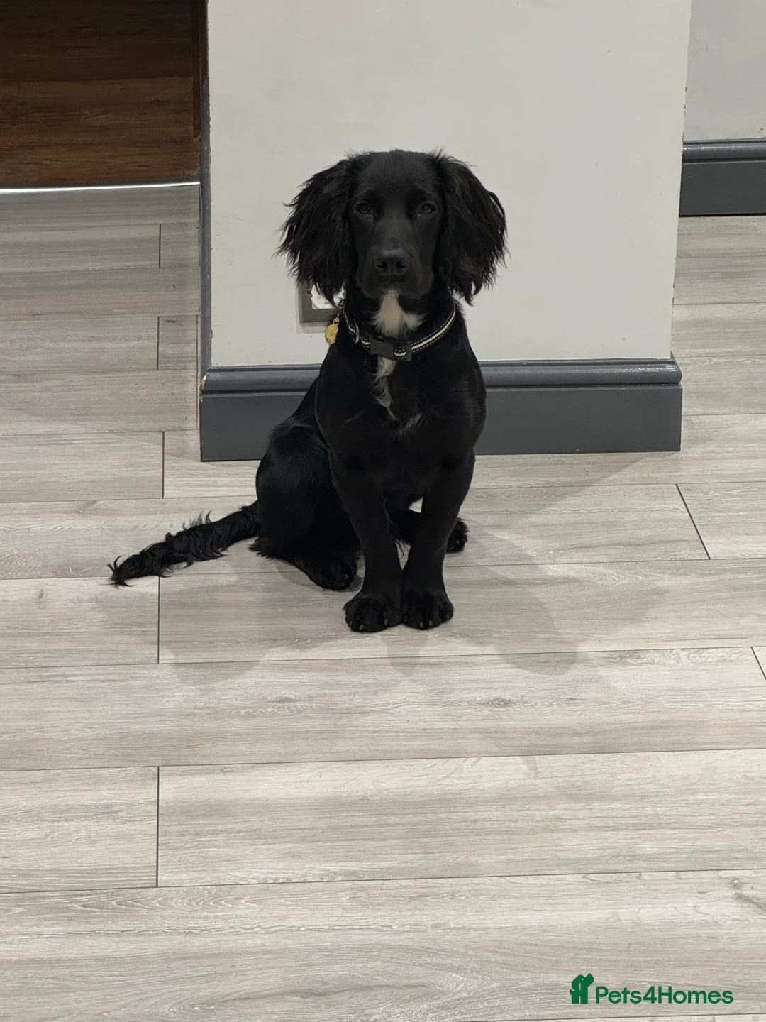 Cocker Spaniel dogs for sale: Gorgeous 8 month old cocker spaniel boy  - Advert 5