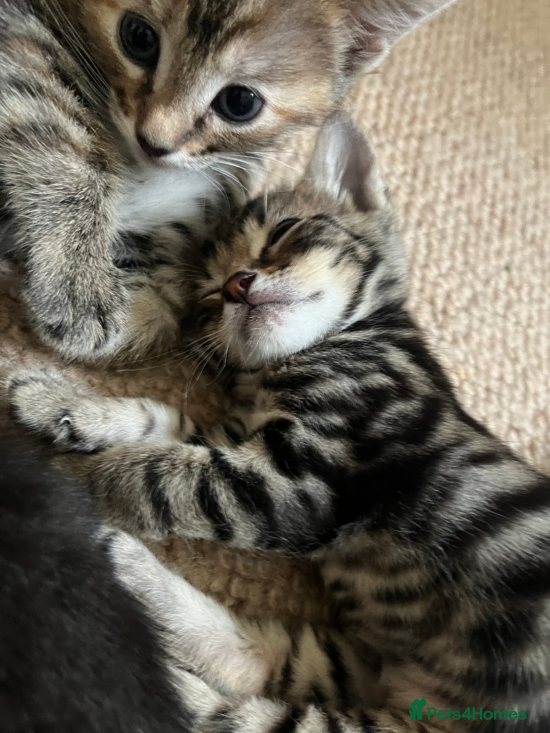 Mixed Breed cats for sale: Beautiful kittens ready for loving new homes.  - Image 6