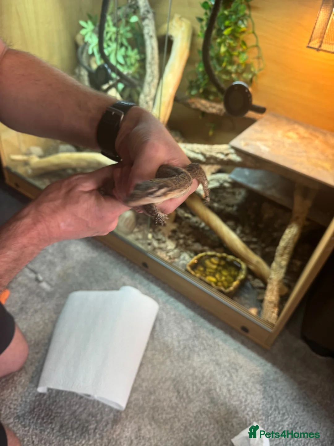 Monitor reptiles for sale: Kimberley Monitor  in Leigh - Advert 2