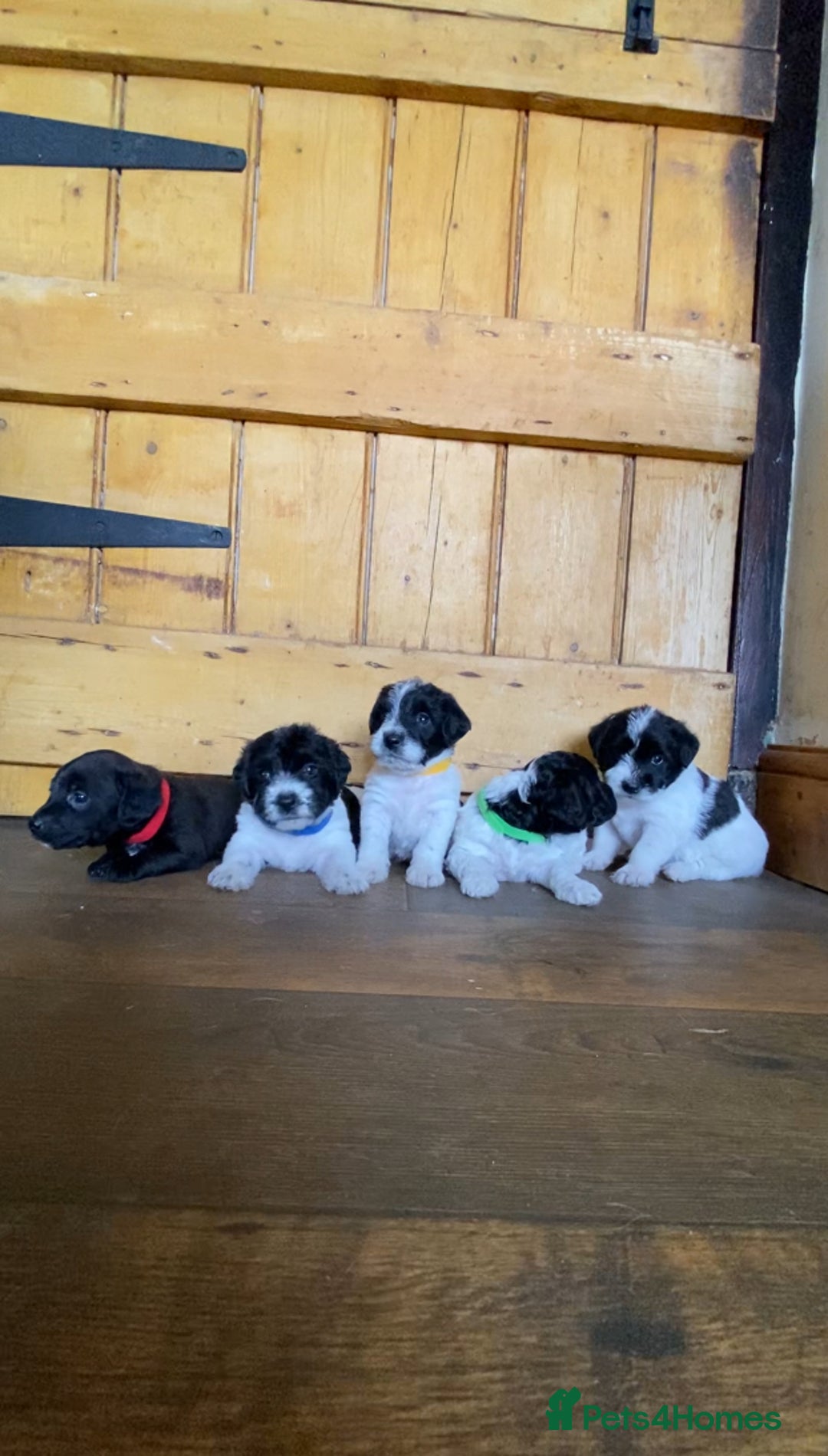 Jackapoo dogs for sale: Beautiful Jackapoo Puppies - Image 12