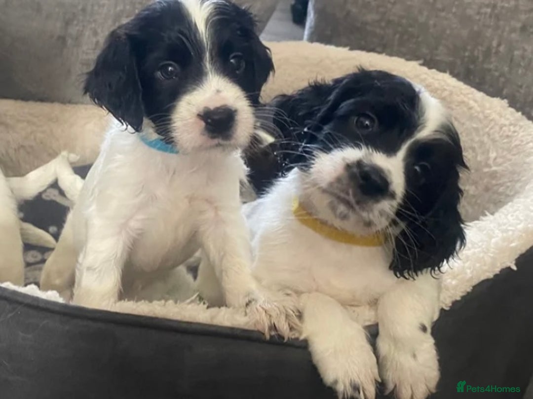 Sprocker dogs for sale: Beautiful Sprocker puppies for sale - Image 12