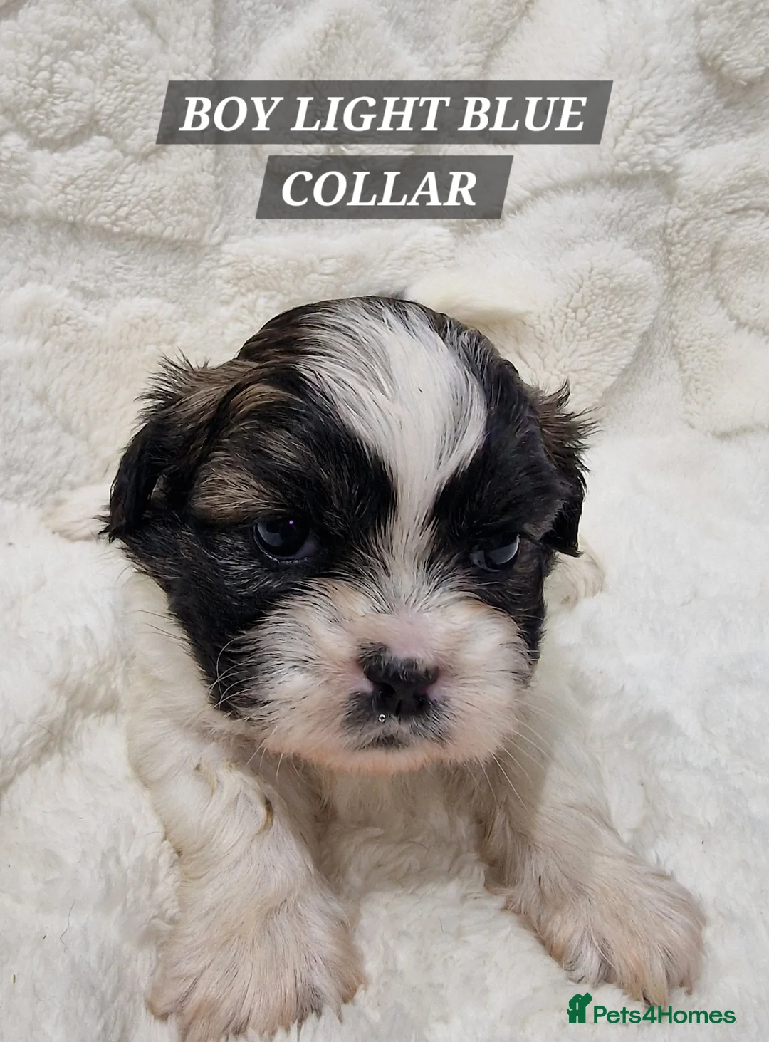 Shih Tzu dogs for sale: Pure breed Shih Tzu puppy - Advert 15
