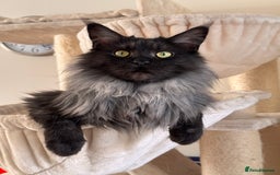 Maine Coon cats for sale: 3 year old (still growing) male for sale - Image 7