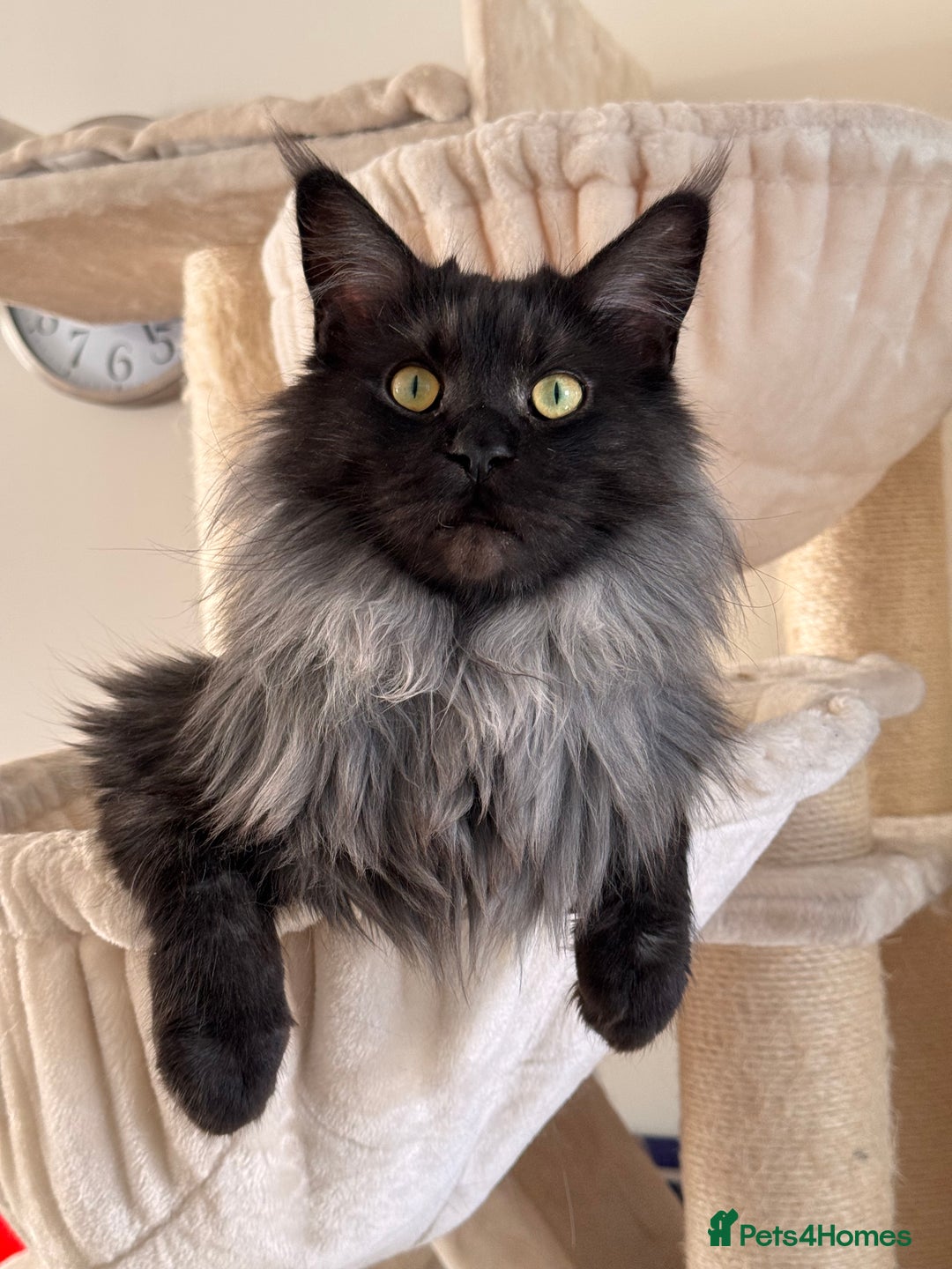 Maine Coon cats for sale: 3 year old (still growing) male for sale - Image 7