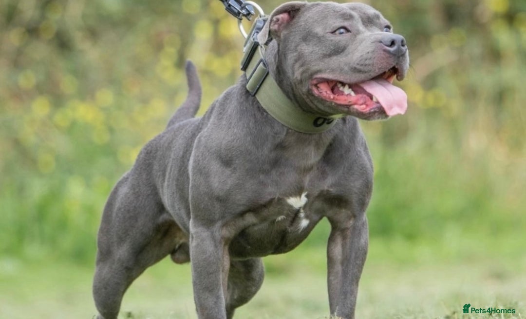Staffordshire Bull Terrier dogs for sale: Blue Staffordshire Bull Terrier Champion Pups - Image 23