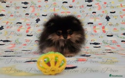 Pomeranian dogs for sale: Teddy Bear Pomeranian Puppies  - Image 2
