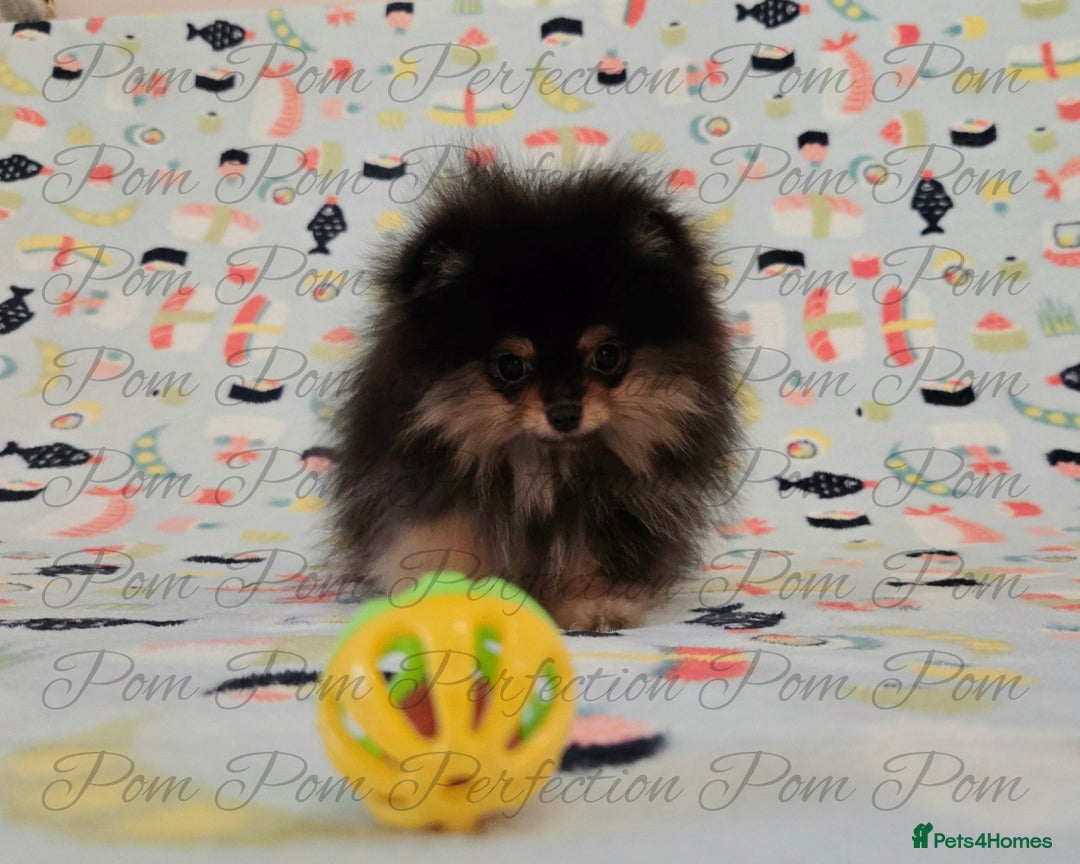 Pomeranian dogs for sale: Teddy Bear Pomeranian Puppies  - Image 2