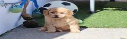 Cockapoo dogs for sale: Beautiful Cockapoo puppies for sale  in Llanelli - Advert 14