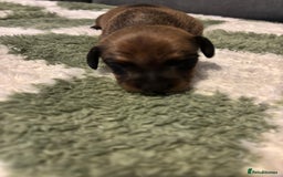 Miniature Dachshund dogs for sale: Miniature dachshund puppies!  - Advert 2