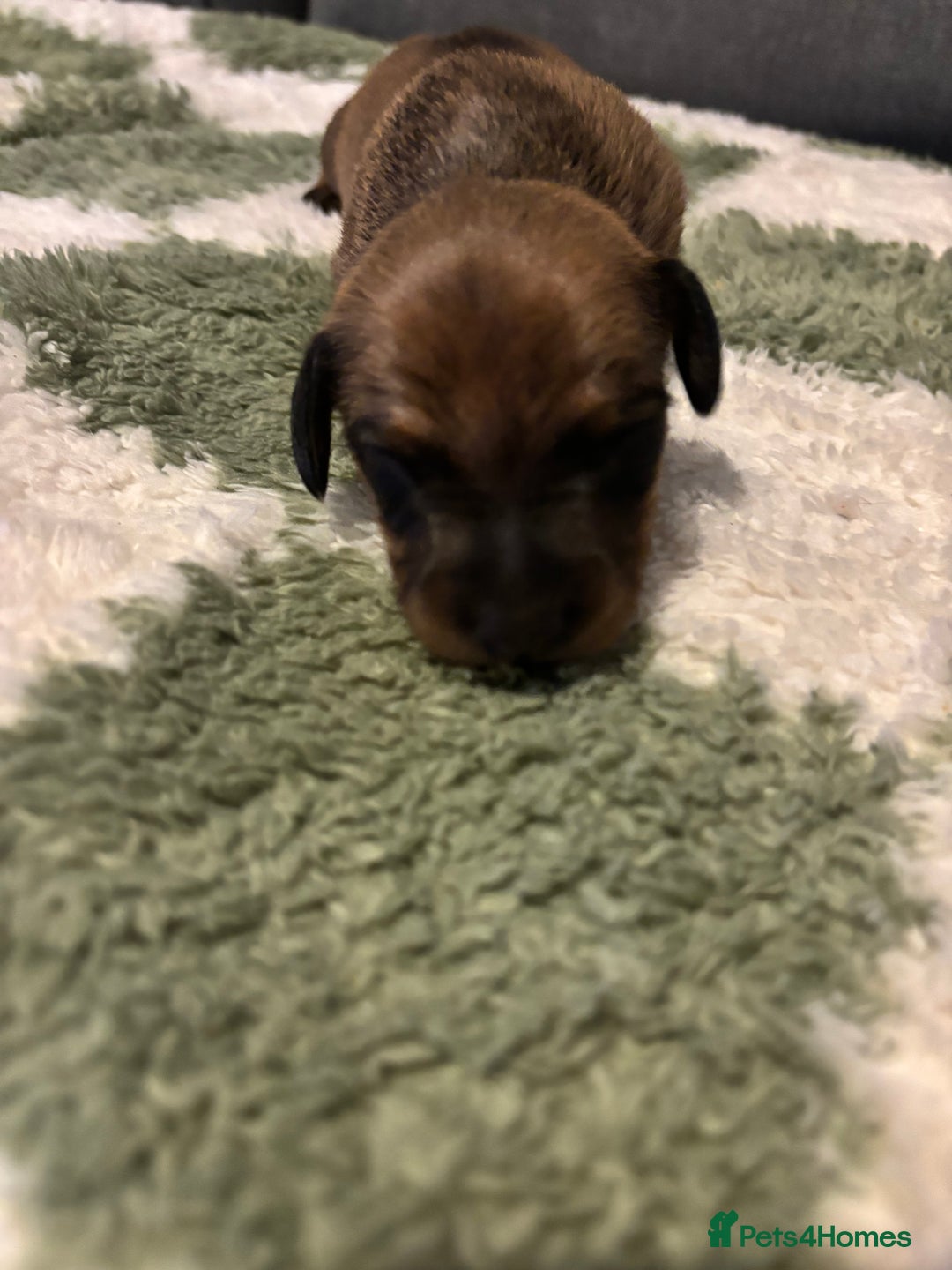 Miniature Dachshund dogs for sale: Miniature dachshund puppies!  - Advert 2