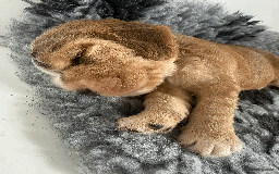 Cocker Spaniel dogs for sale: Cocker Spaniel Pups, KC, Health Tested, Champ Line - Image 18