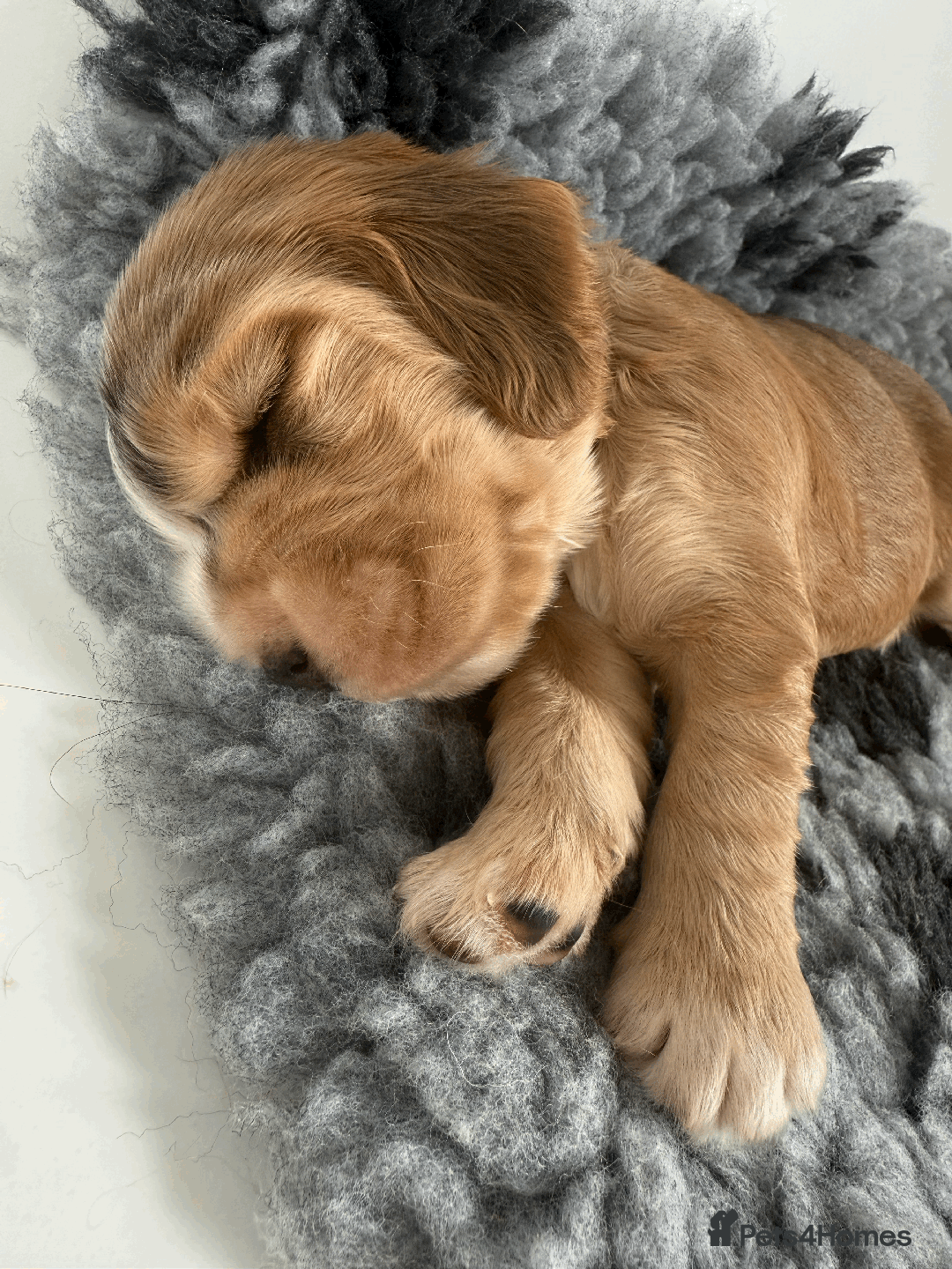 Cocker Spaniel dogs for sale: Cocker Spaniel Pups, KC, Health Tested, Champ Line - Image 18