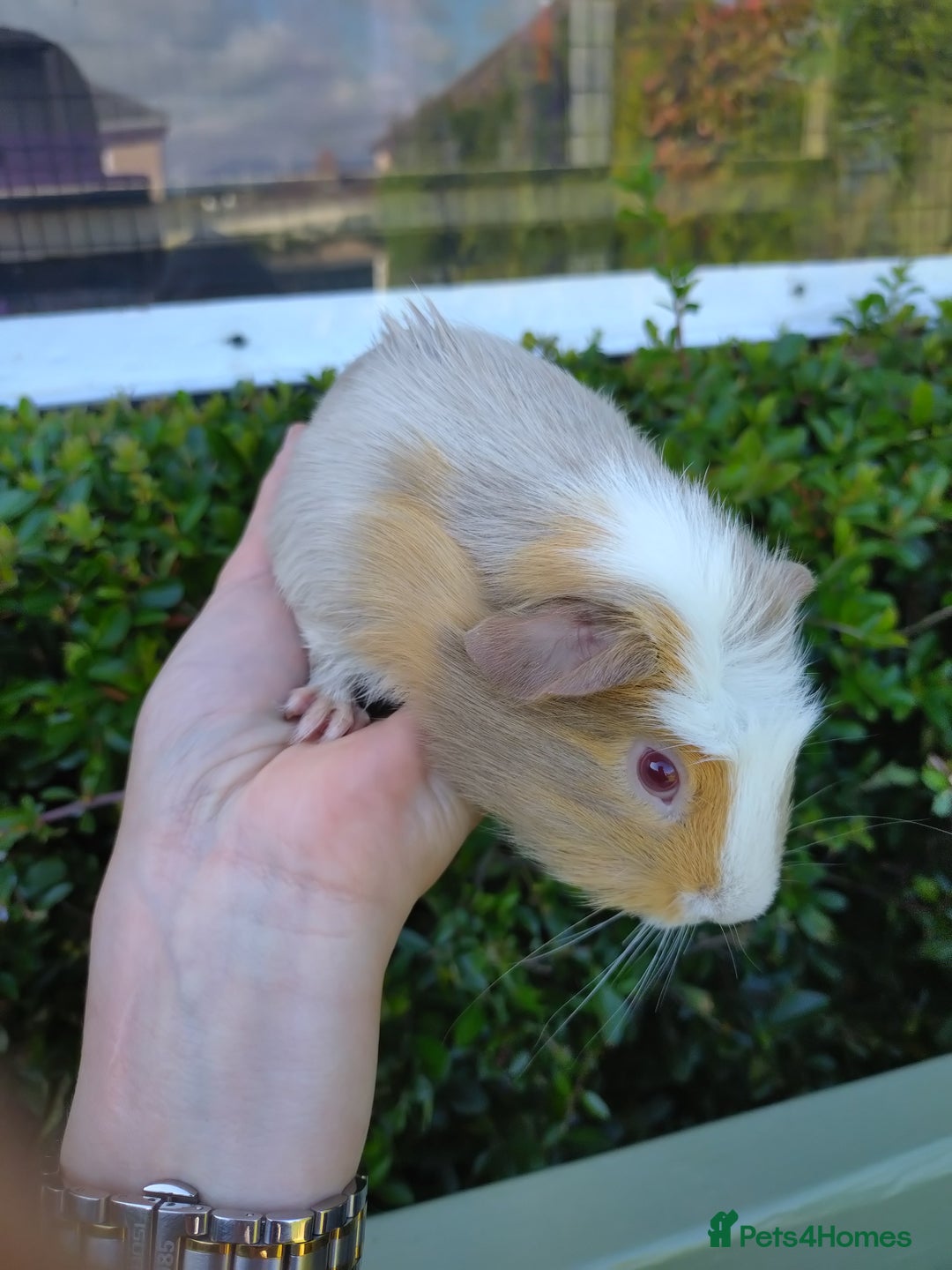 Guinea Pig rodents for sale: Baby Guinea pigs  - Image 5