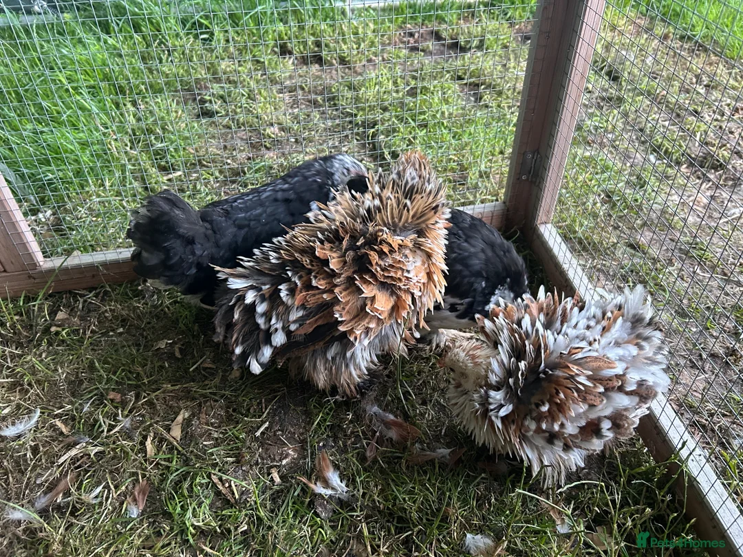 Chickens poultry for sale: Pekin chickens - chicks/growers/pullets - Advert 2