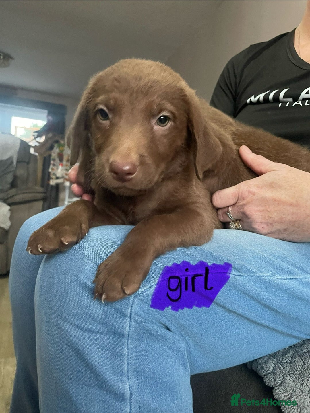 Mixed Breed dogs for sale: Chessadore Puppy’s  - Advert 7