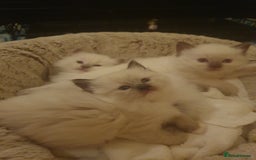 Ragdoll cats for sale: Three lovely ragdolls ready soon - Image 2