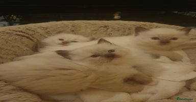 Ragdoll cats - Advert 2