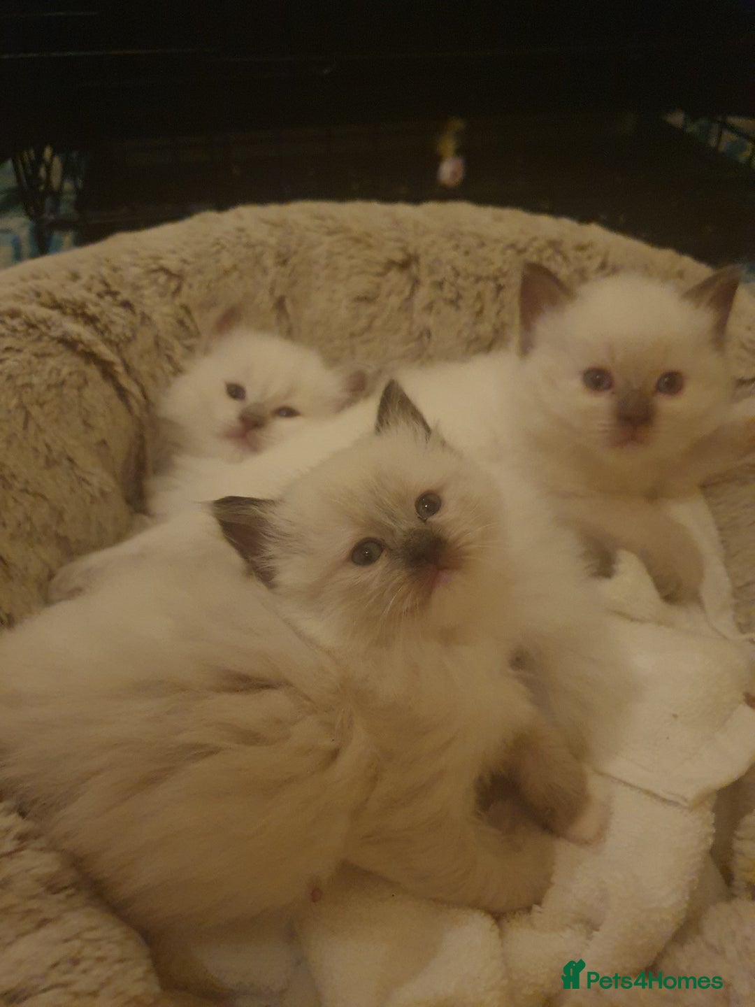 Ragdoll cats for sale: Three lovely ragdolls ready soon - Image 2