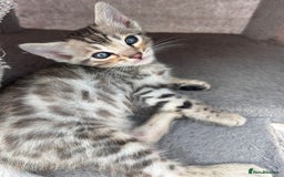 Bengal cats for sale: 3 Pedigree Bengal kittens, Male, for sale - Image 10
