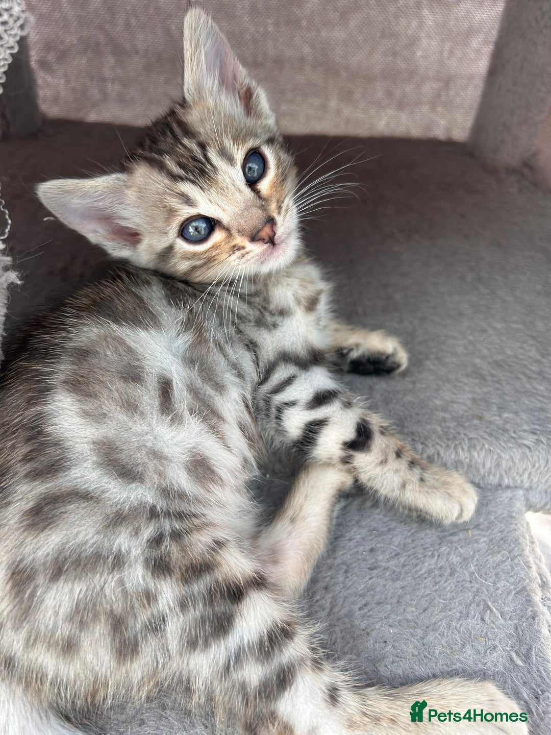 Bengal cats for sale: 3 Pedigree Bengal kittens, Male, for sale - Image 10