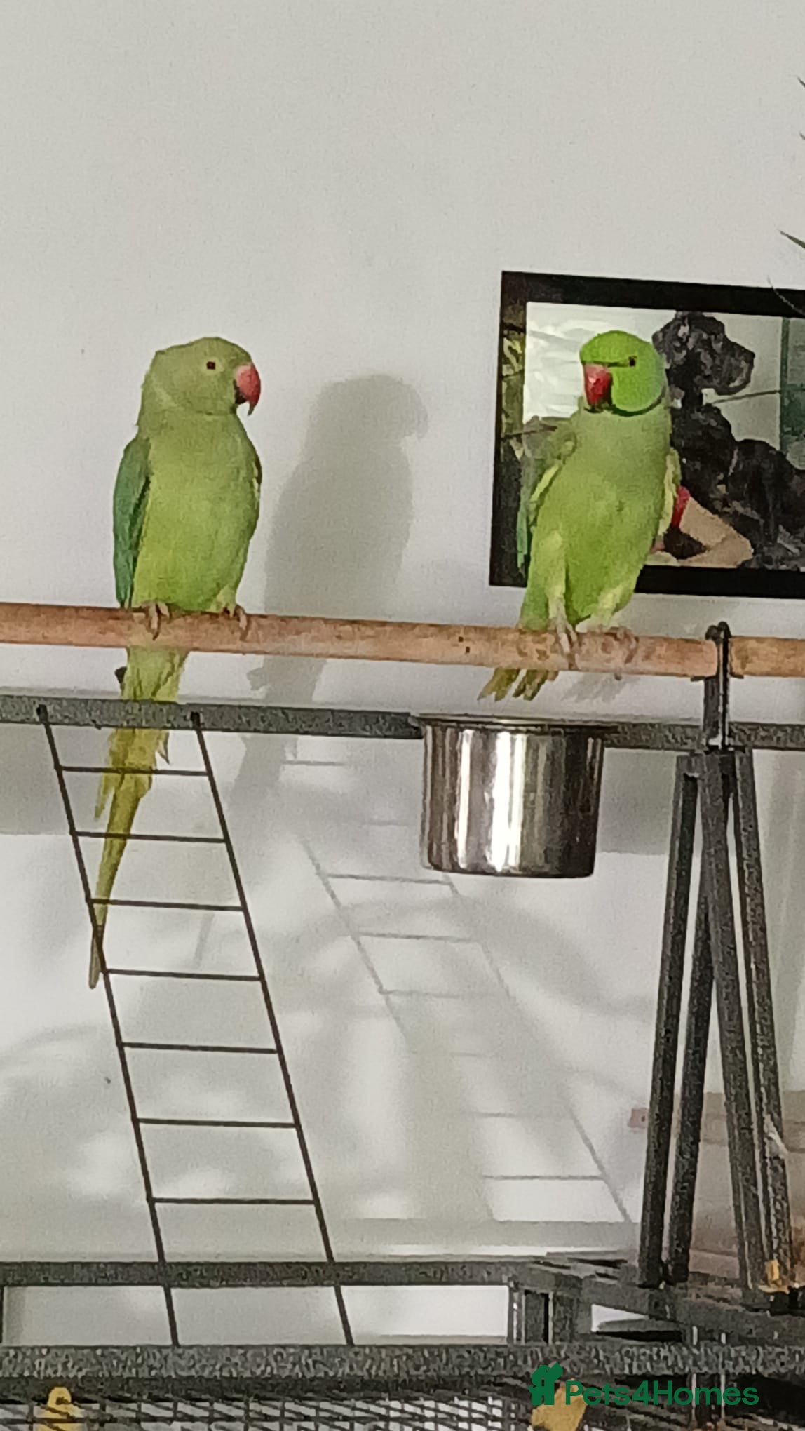 Ringnecks birds Male and female bonded ringnecks  - Advert 6