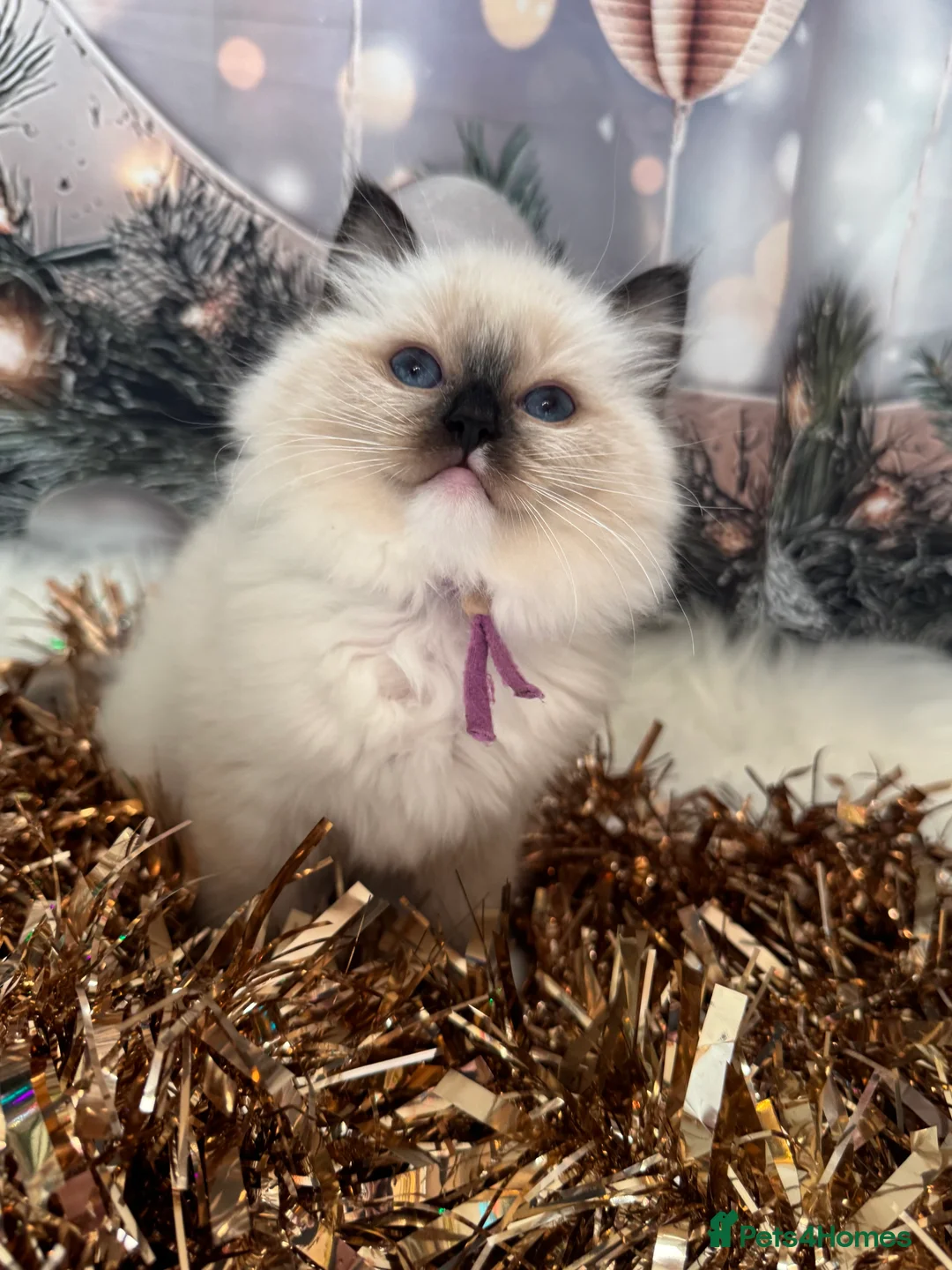 Ragdoll cats for sale:  READY NOW! ragdoll grand champion kittens 🏆 - Advert 5