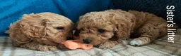 Cavapoo dogs for sale: F1B Deep Fox Red High Quality DNA Clear Puppies  - Advert 19