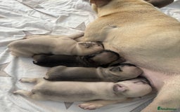 French Bulldog dogs for sale: 4 beautiful ** frenchies  - Image 7