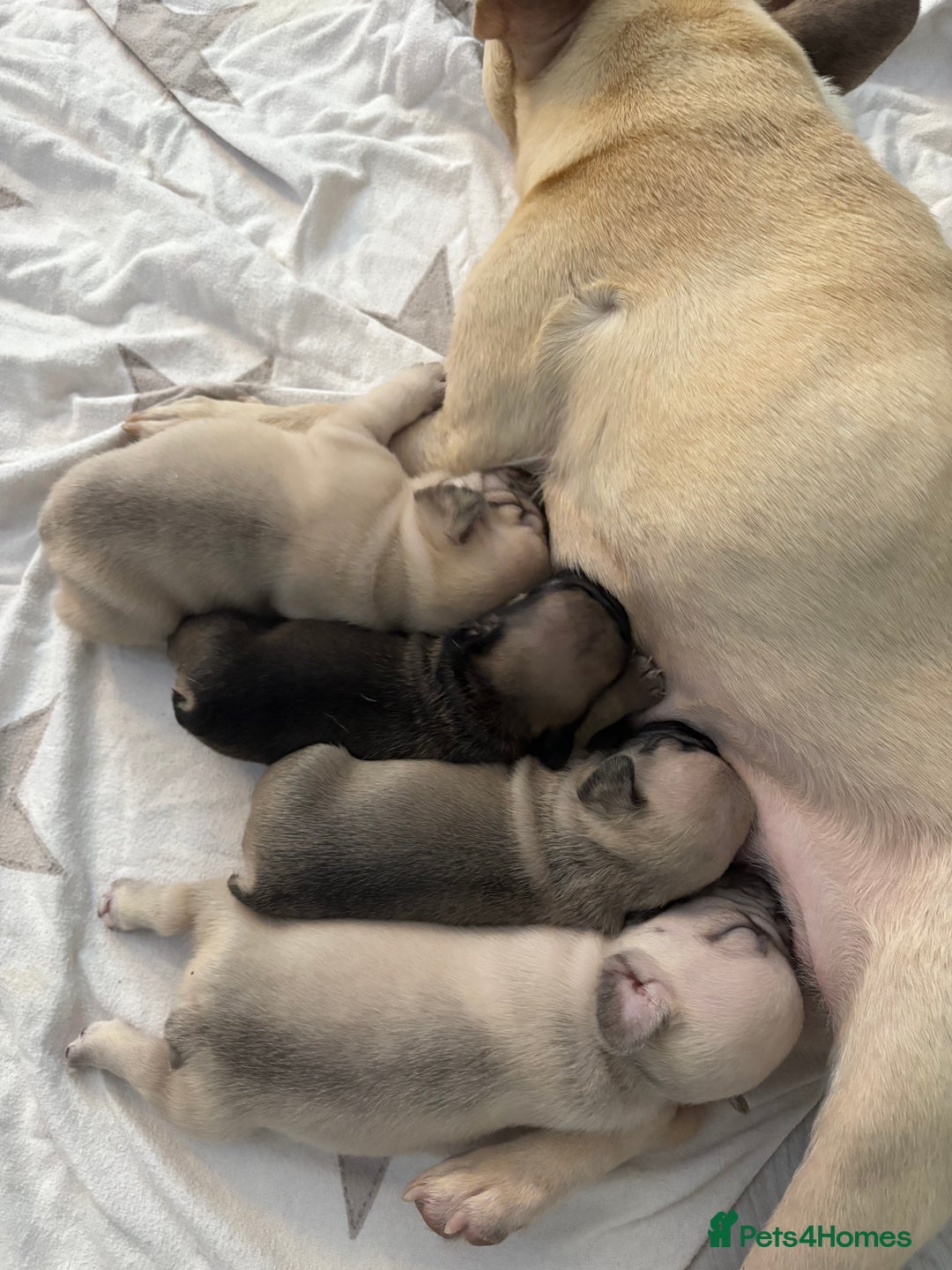 French Bulldog dogs for sale: 4 beautiful ** frenchies  - Image 7