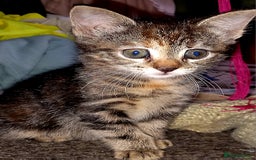 Mixed Breed cats for sale:  beautiful kittens looking for their forever homes - Image 1