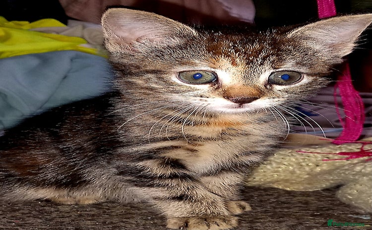 Mixed Breed cats - Advert 8