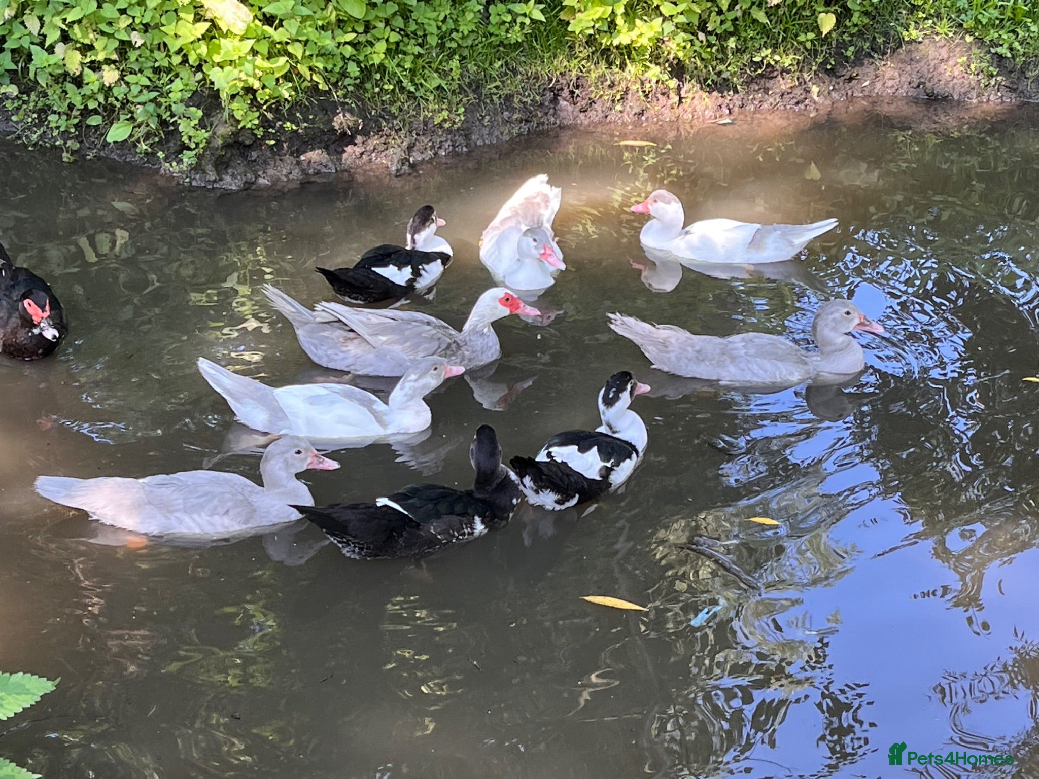 Ducks poultry Muscovy ducklings. - Advert 12