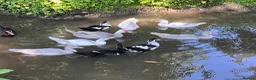 Ducks poultry for sale: Muscovy ducklings. - Advert 2