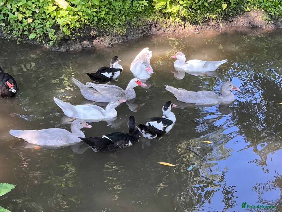Ducks poultry for sale: Muscovy ducklings. - Advert 2
