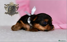 Yorkshire Terrier dogs for sale: KC REGISTERED DNA TESTED PARENTS MINIATURE YORKIES - Image 11