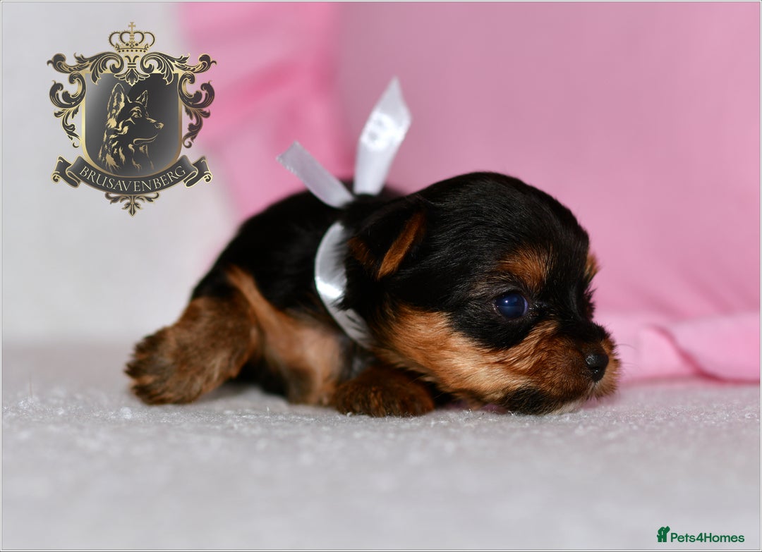 Yorkshire Terrier dogs for sale: KC REGISTERED DNA TESTED PARENTS MINIATURE YORKIES - Image 11