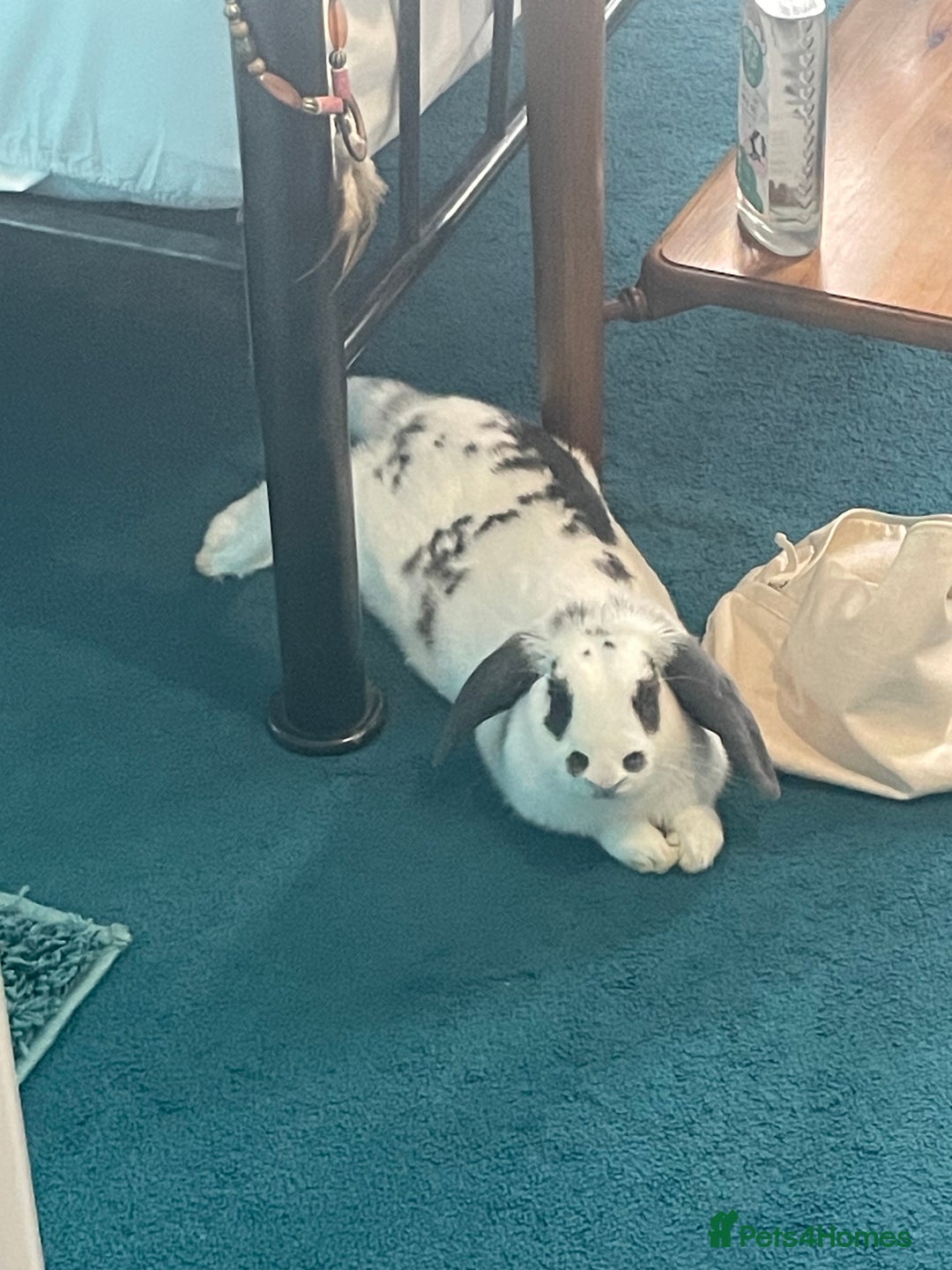 French Lop rabbits for sale: Blackjack - Advert 3