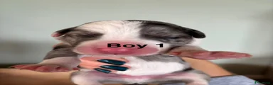 Boy 1