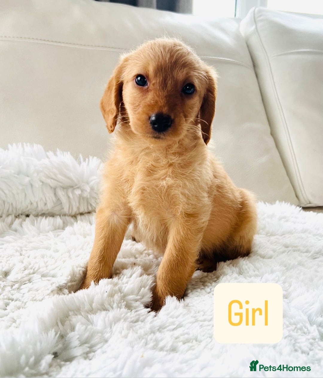 Labradoodle dogs for sale: Gorgeous F1 Labradoodle puppies  - Image 6