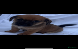 Jack Russell dogs for sale: Jack Russel puppy’s  - Image 4