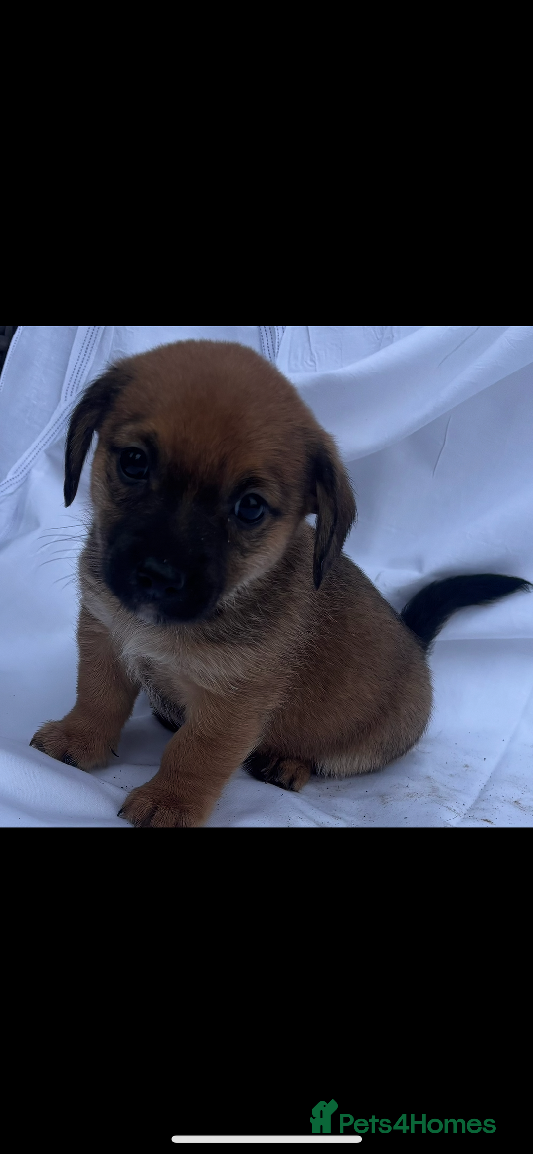 Jack Russell dogs for sale: Jack Russel puppy’s  - Image 4