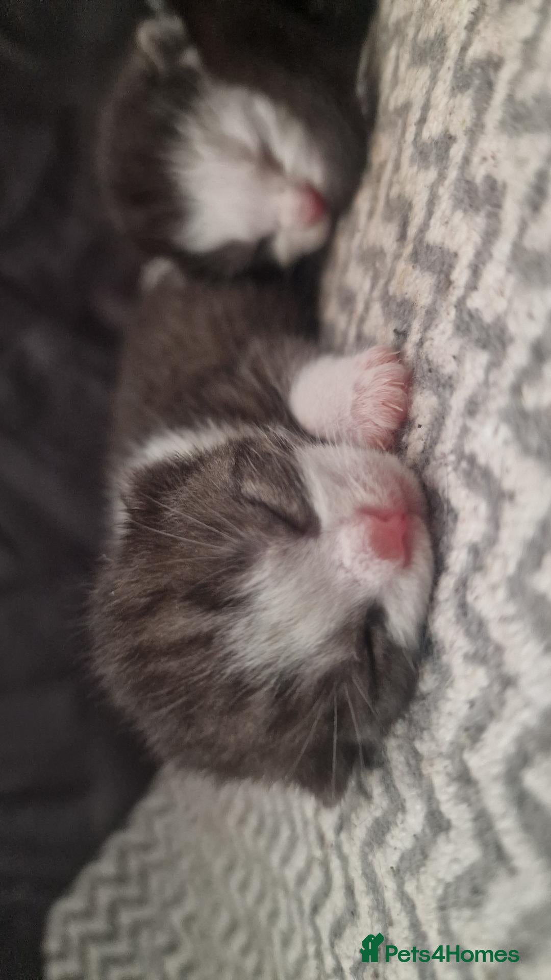 Mixed Breed cats LAST KITTEN LEFT!! READY NOW  - Advert 13