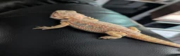 Bearded Dragon reptiles for sale: Reduced for good homes  - Advert 3