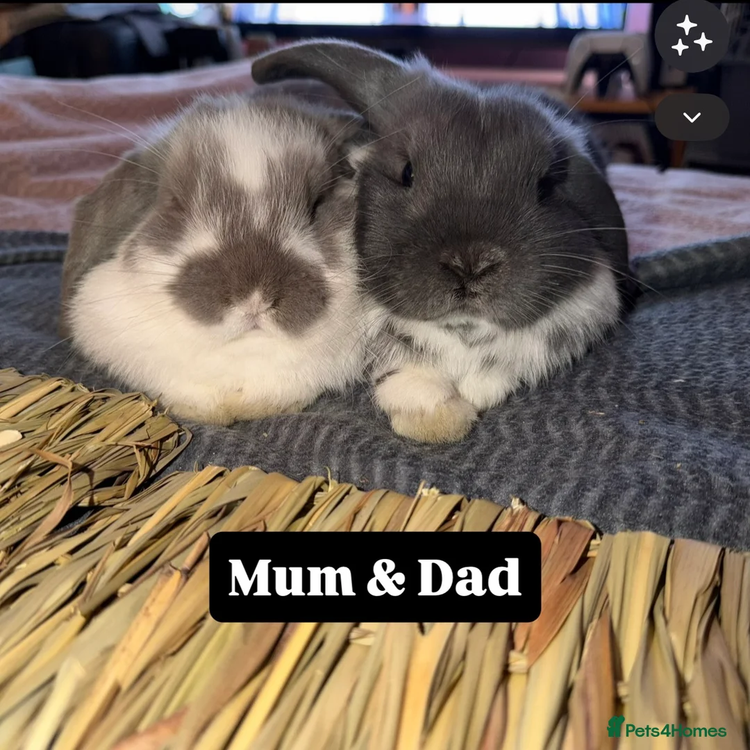 Mini Lop rabbits for sale: X3 beautiful Minilop rabbits available - Advert 2