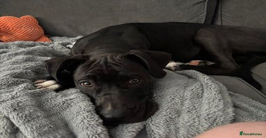 Mixed Breed dogs - Advert 13