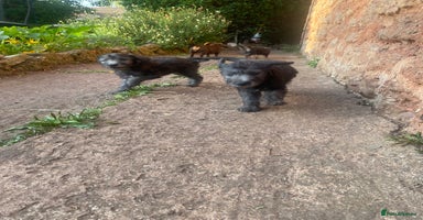 Mixed Breed dogs - Advert 6