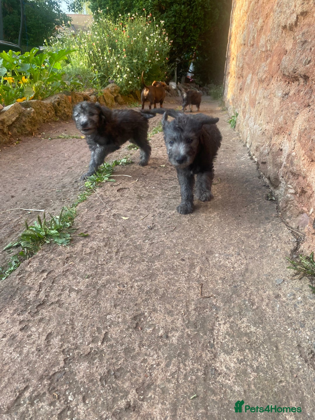 Mixed Breed dogs for sale: Bedlington Terrier X Whippet Puppies ⭐️ - Image 2