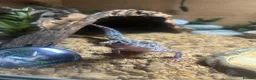 Leopard Gecko reptiles for sale: Full set up with Female Mack snow leopard gecko - Advert 1