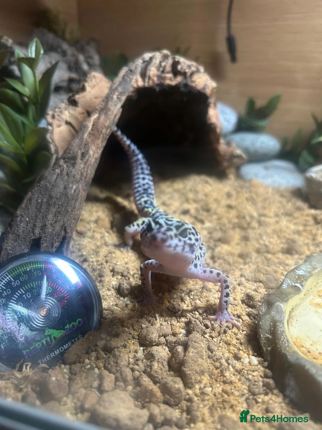 Leopard Gecko reptiles for sale: Full set up with Female Mack snow leopard gecko - Advert 1