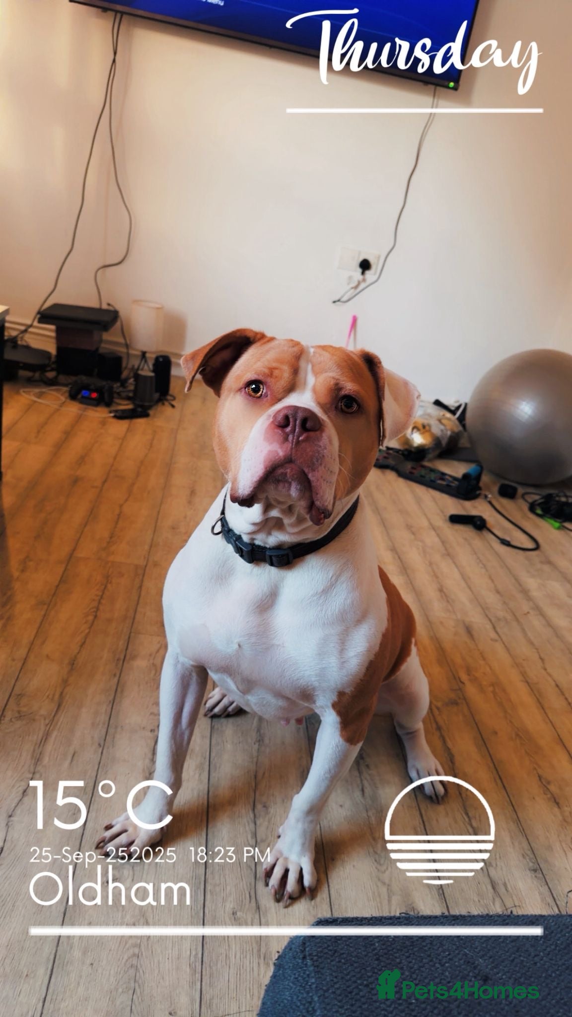 American Bulldog dogs American Bulldog X - Advert 3